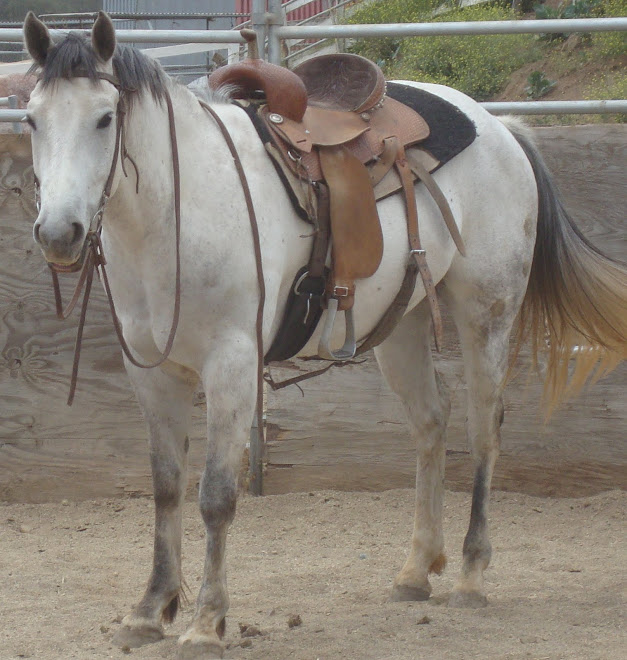 Mystery, Quarter Horse Gelding