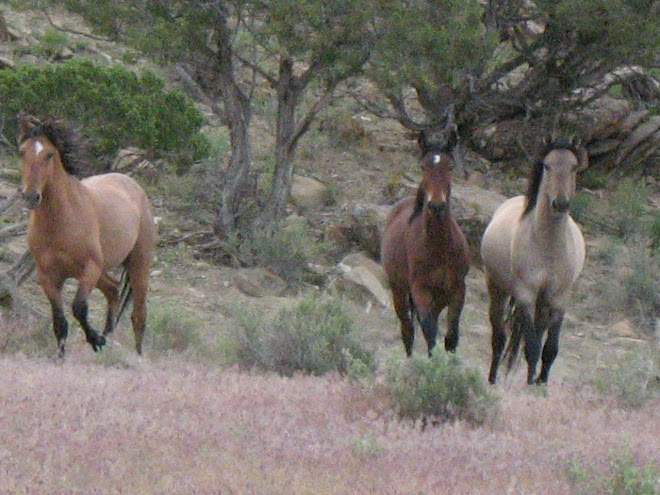 Wild Mustangs