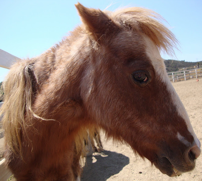 The little shetland pony today