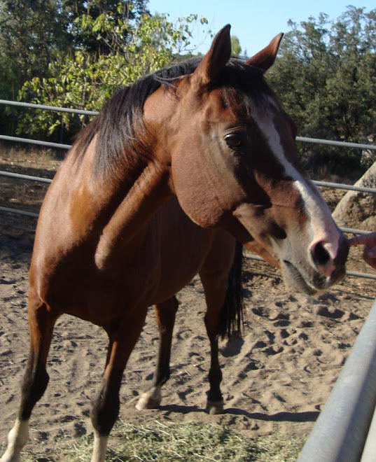One of the lucky Loving Arms herd horses