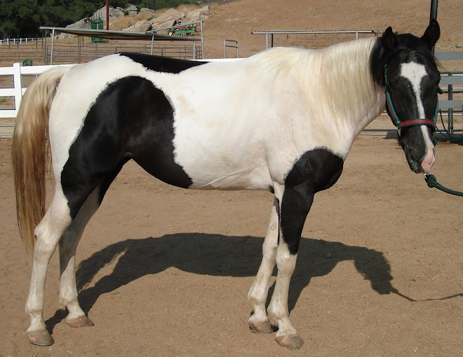 Dreamcatcher, a registered spotted walking horse mare