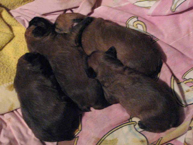 Puppies, 17 days old.