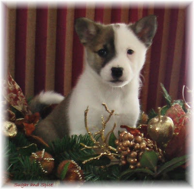 Canadian Icelandic Sheepdog Club: Icelandic Sheepdogs ...