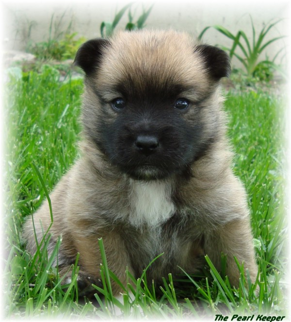 IcelandicSheepdogPuppies: Icelandic Sheepdog Puppies playing in the garden