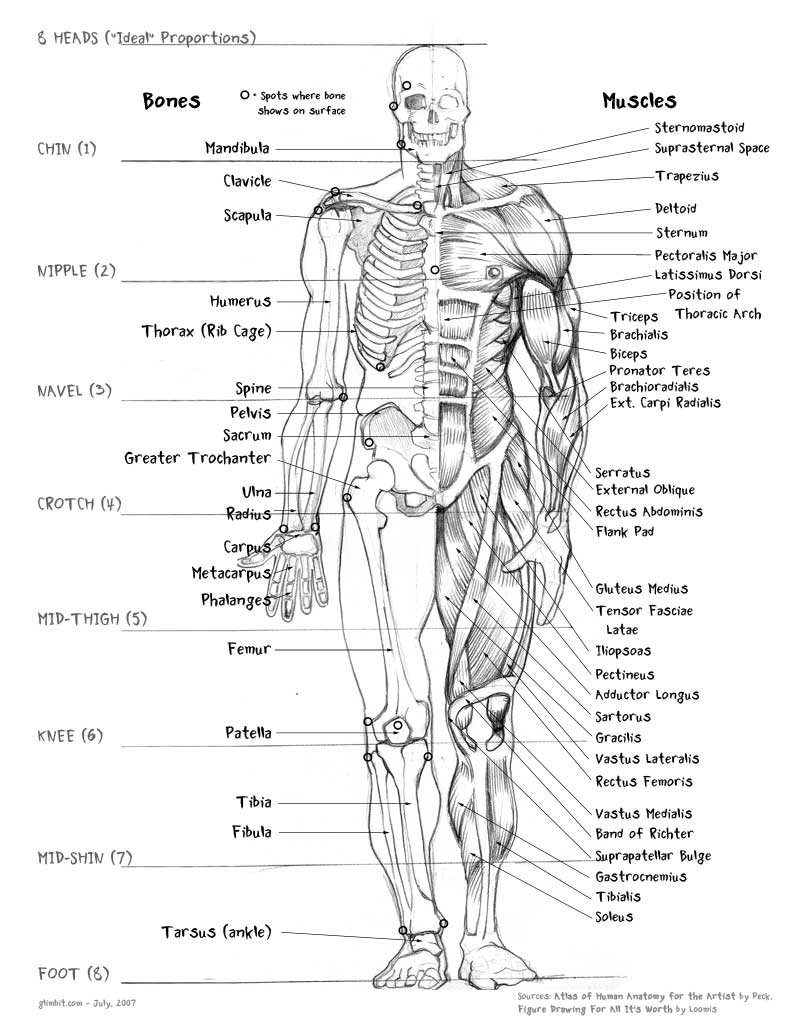 anatomy-malefront-ems.jpg