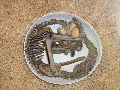 troodon fossil