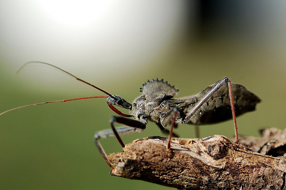 hem_wheel_bug05.JPG