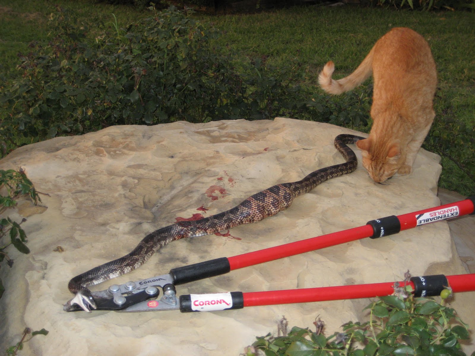 What Do Golf Balls Do To Snakes