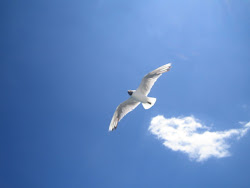 bird dejar why flying mejor forma god obey cannot noah