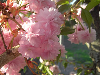 [spring+sensation.jpg]