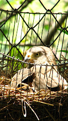 Mínima profundidad de campo