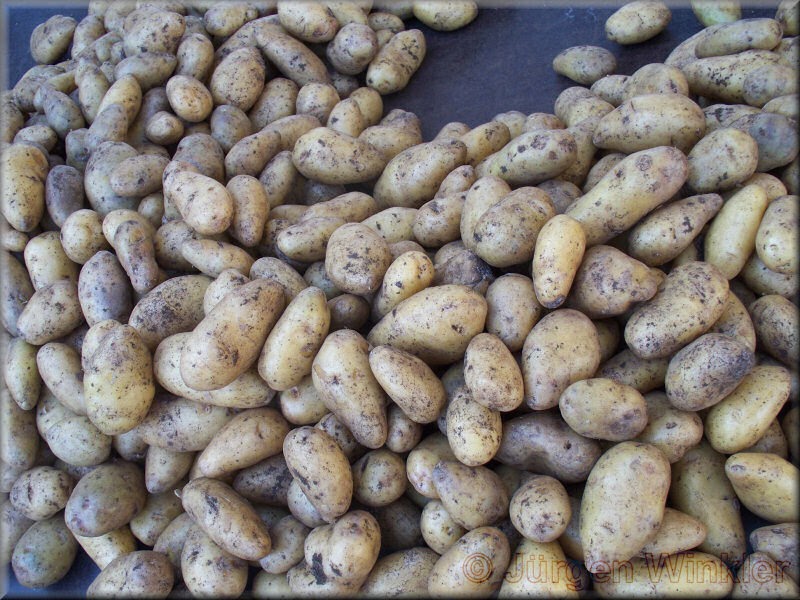 juwi's welt: Kartoffelgeschichten