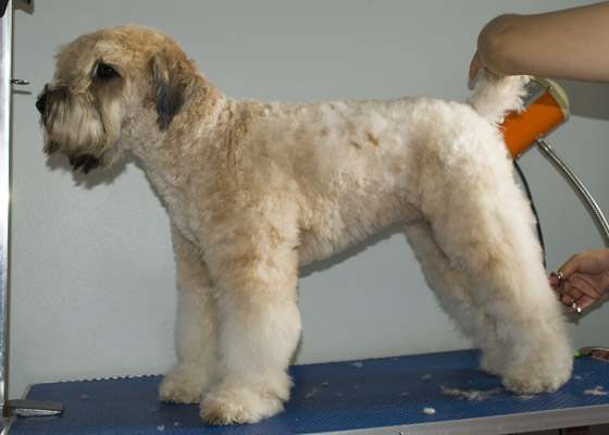 SOFT COAT WHEATEN TERRIER