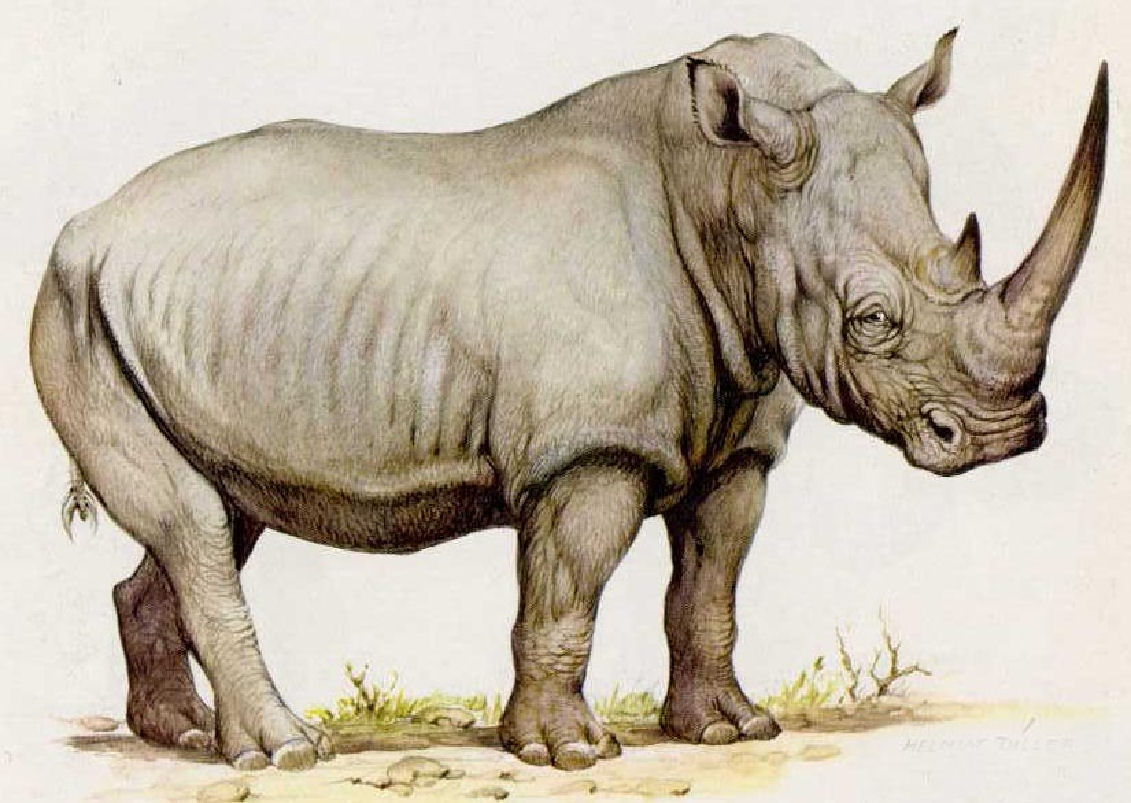 [White+Rhino+â  +Rinoceronte+branco.jpg]