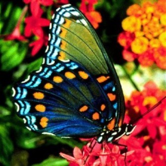 [foto-borboleta-fotos-borboletas-300x300.jpg]