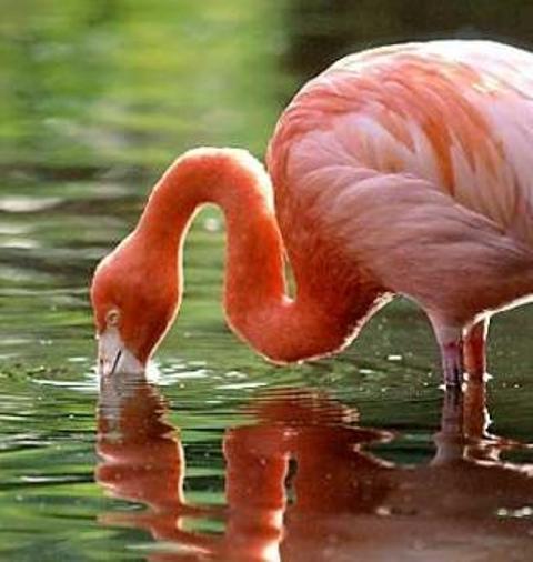 [flamingo-1.jpg]