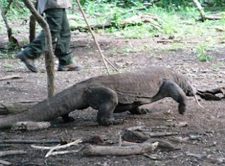 The Southern Cross for the First Time: Komodo or "Watch ...