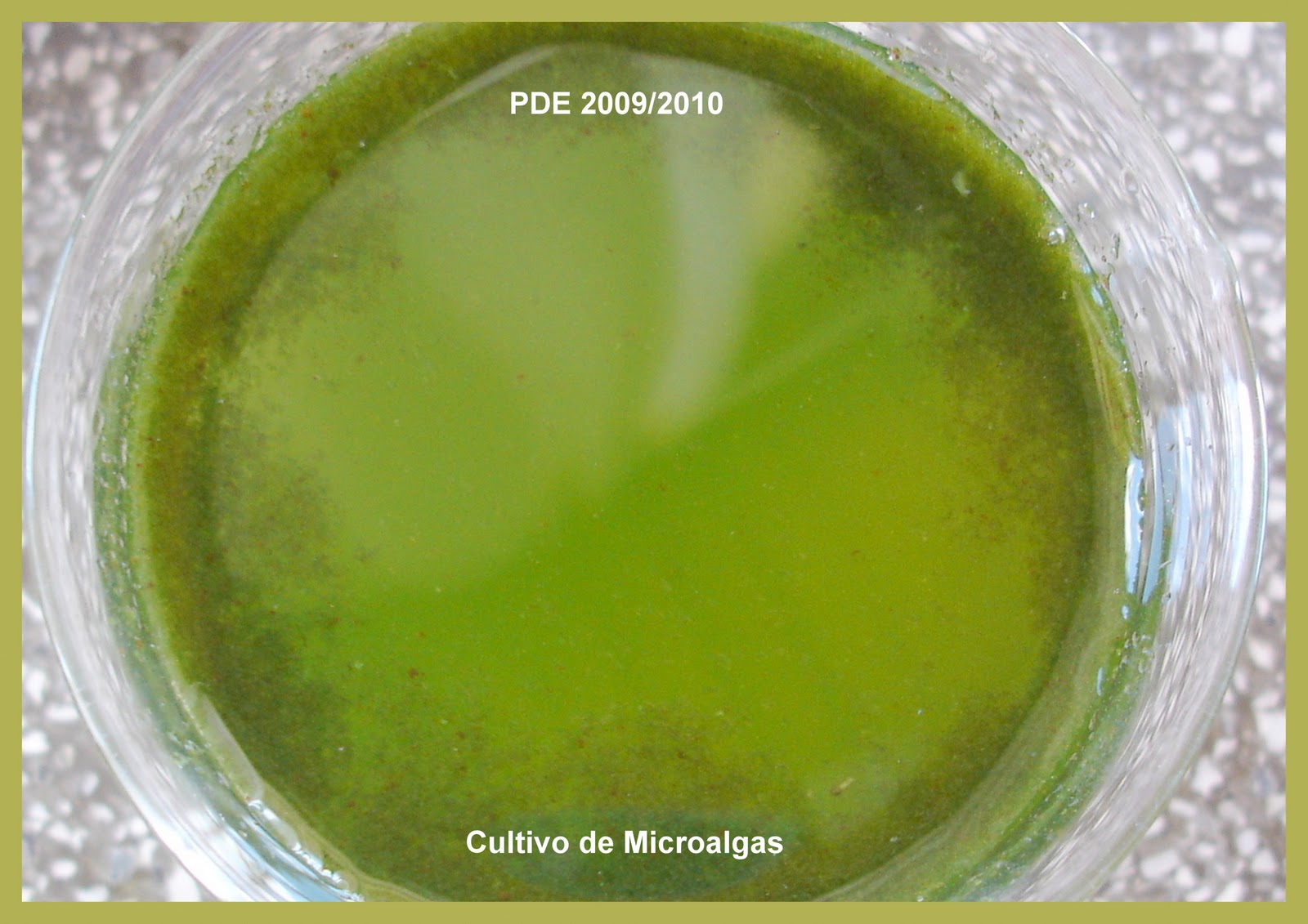 Cultivo de Microalgas em Fotobiorreatores: Microalgas... Biomassa...