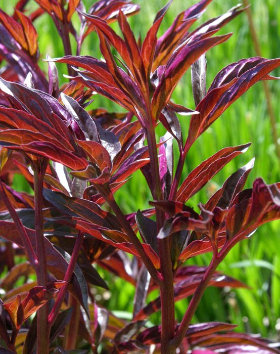 Studio and Garden Peony Leaves