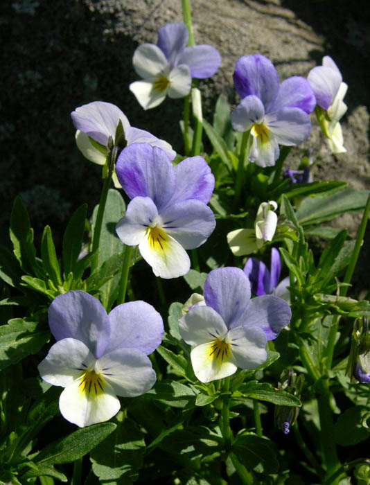 Studio and Garden Johnny Jump Ups