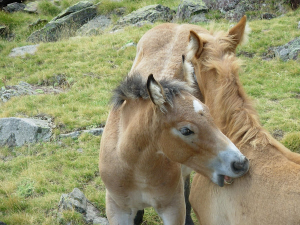 Potros de los Ibones de Anayet (Pirineos)