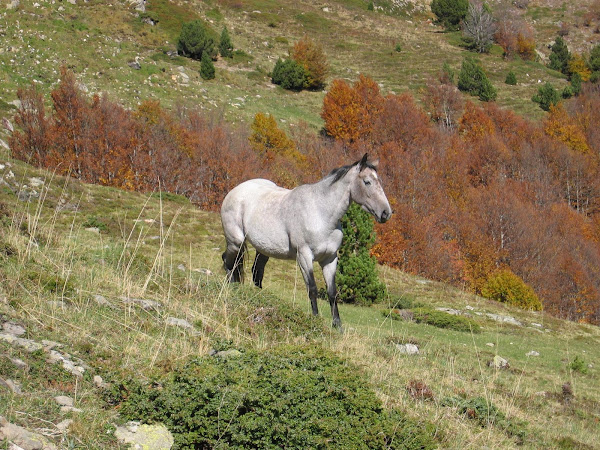 Caballo en las laderas de los pirineos franceses