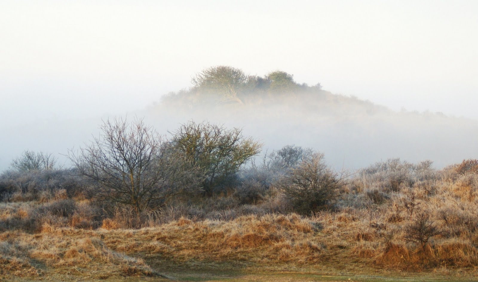 AMSTERDAMSE WATERLEIDINGDUINEN AWD: Natuur in de Mist