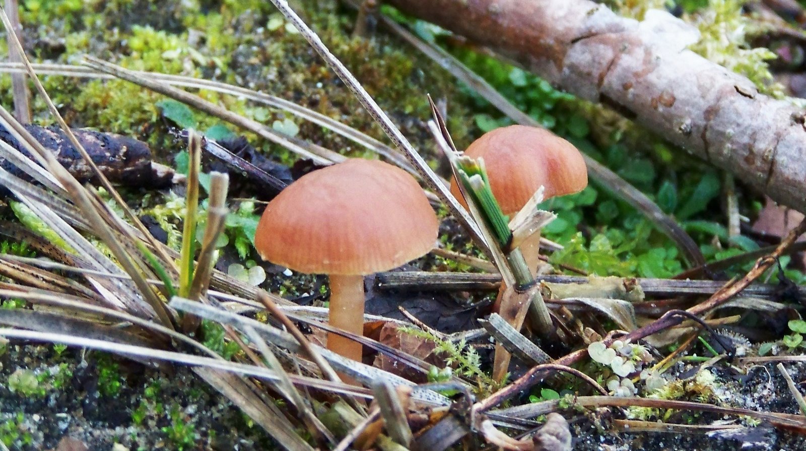 [paddenstoel+winter.JPG]