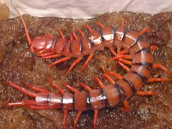 largest centipedes pink millipedes worlds discovery kelabang animals
