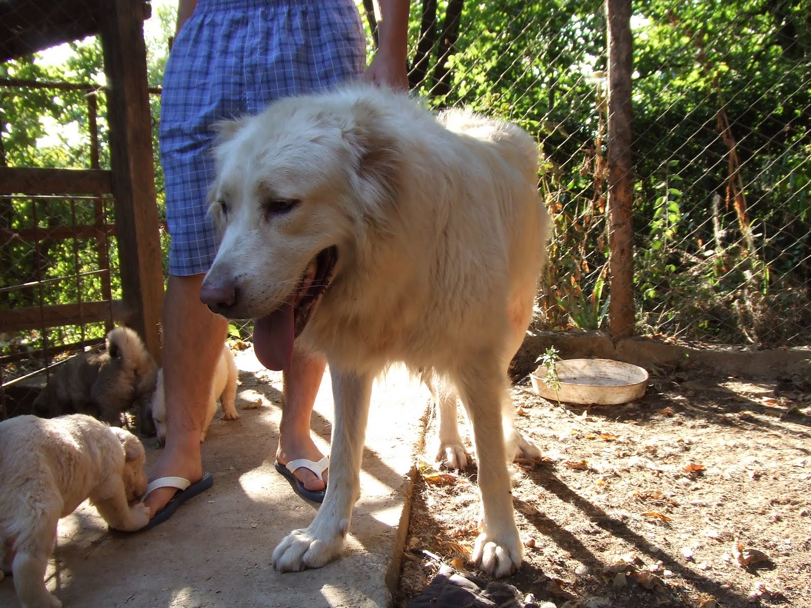 Caucasian Mountain Shepherd For Sale >> Caucasian Ovcharka Kennel Macedonia: WHITE CAUCASIANS Caucasian Mountain Shepherd For Sale >> Caucasian Ovcharka Kennel Macedonia: WHITE CAUCASIANS