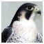 Vila Falco - Criação de aves de rapina