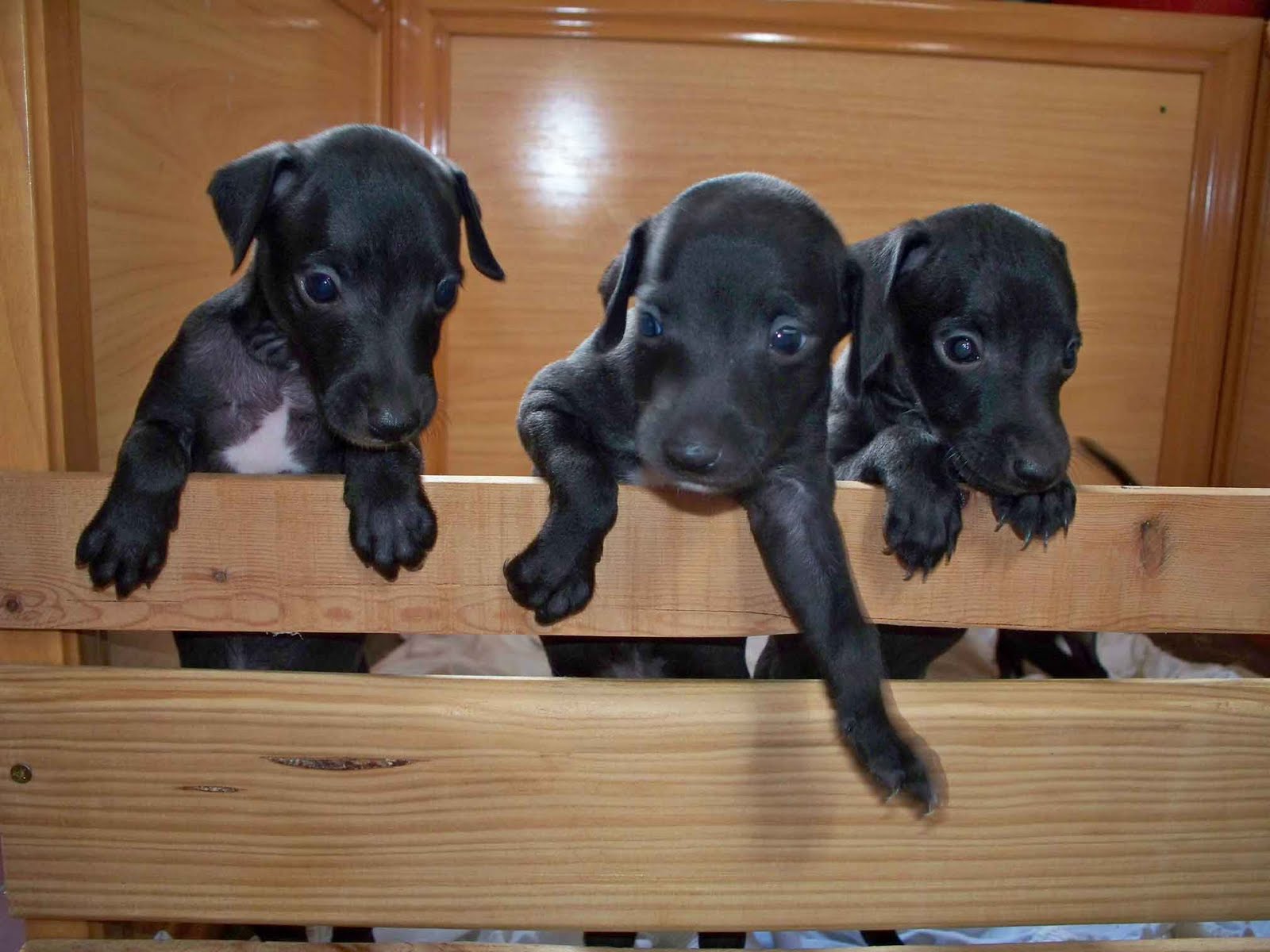 EL BLOG DEL CRIADERO SILVERGREY: galgo Italiano cachorros disponibles
