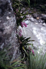 Aerides multiflora Roxb. in Nepal, valley Tatopani-Beni, june 2000