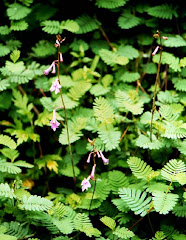 Anthogonium gracile Wall. in Sikkim, near Phodong