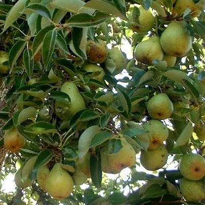 Fruit facts: Pear nutrition facts | Health & Fitness Tips