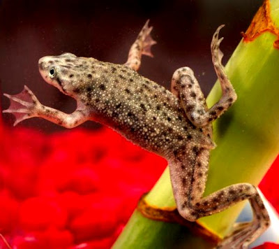 african dwarf frog