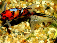 shubunkin goldfish