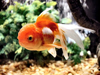 oranda