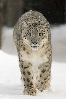 Snow leopard in Pakistan