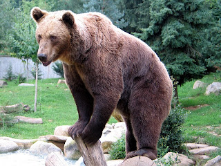 Brown bear of Moldova