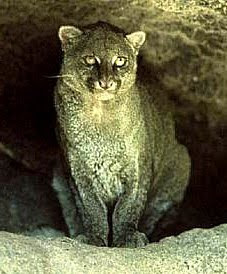 Jaguarundi