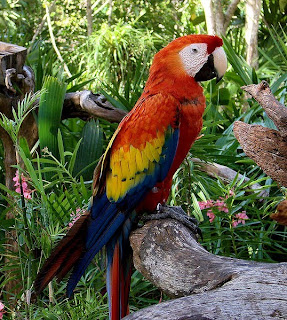 scarlet macaw