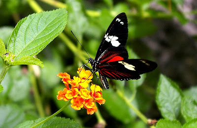 Linnaeus butterfly