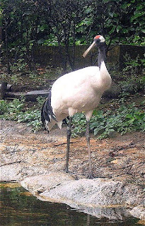 red crowned crane found in China