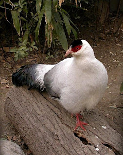 white eared pheasant in China