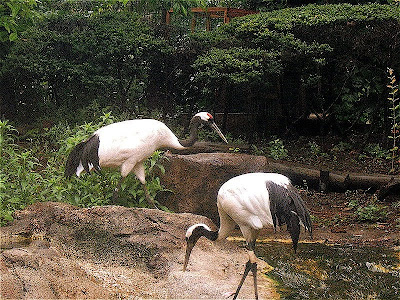 Crane, national bird of China