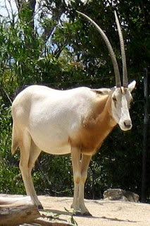 Oryx in Nigeria
