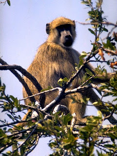 Chacma baboons are found in Lesotho