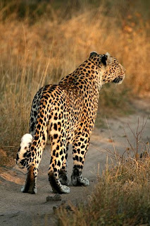 leopards are found in Lesotho