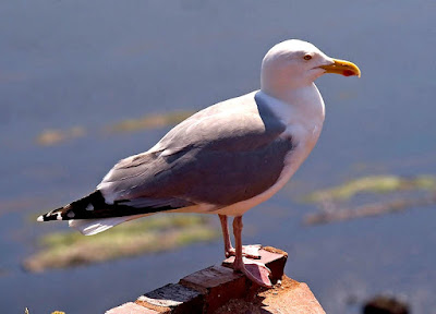 Herring gull in Turkmenistan